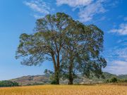 005 Joseph Gebhardt 1